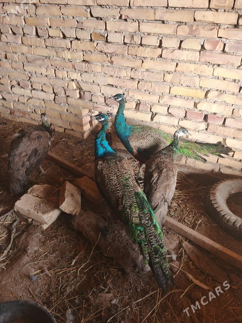 Tawuş guşlar - Саят - img 2