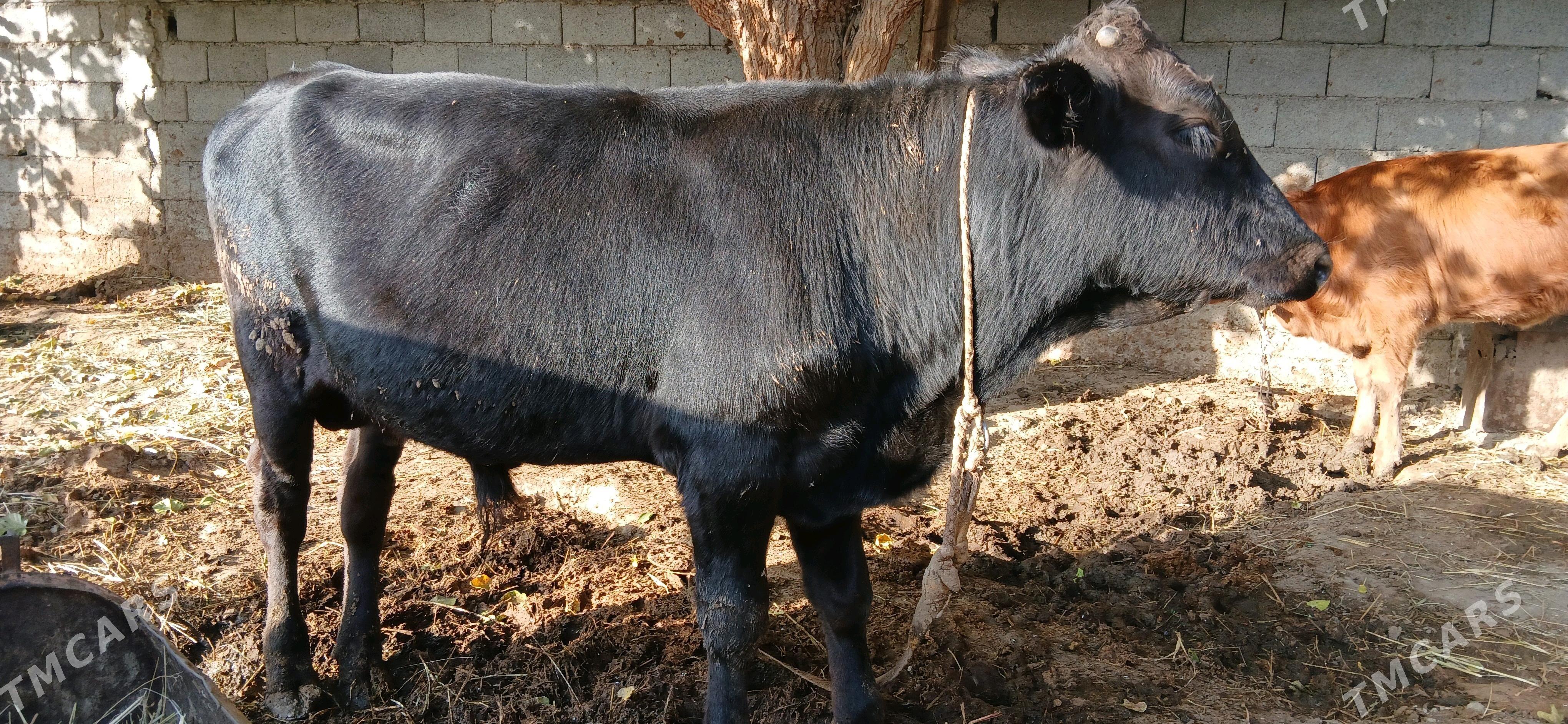 ökuz - Гёкдепе - img 1