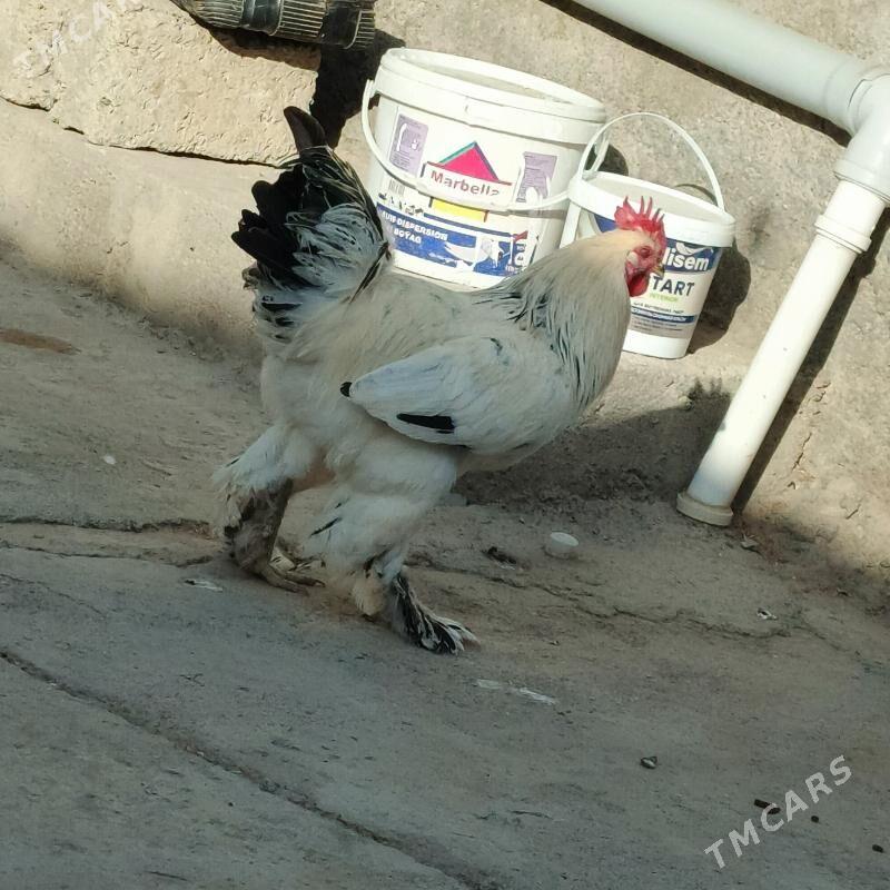 horzlar - Гарадамак - img 4