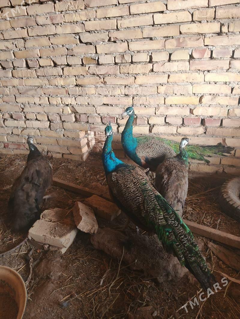 Tawuş guşlar - Саят - img 4