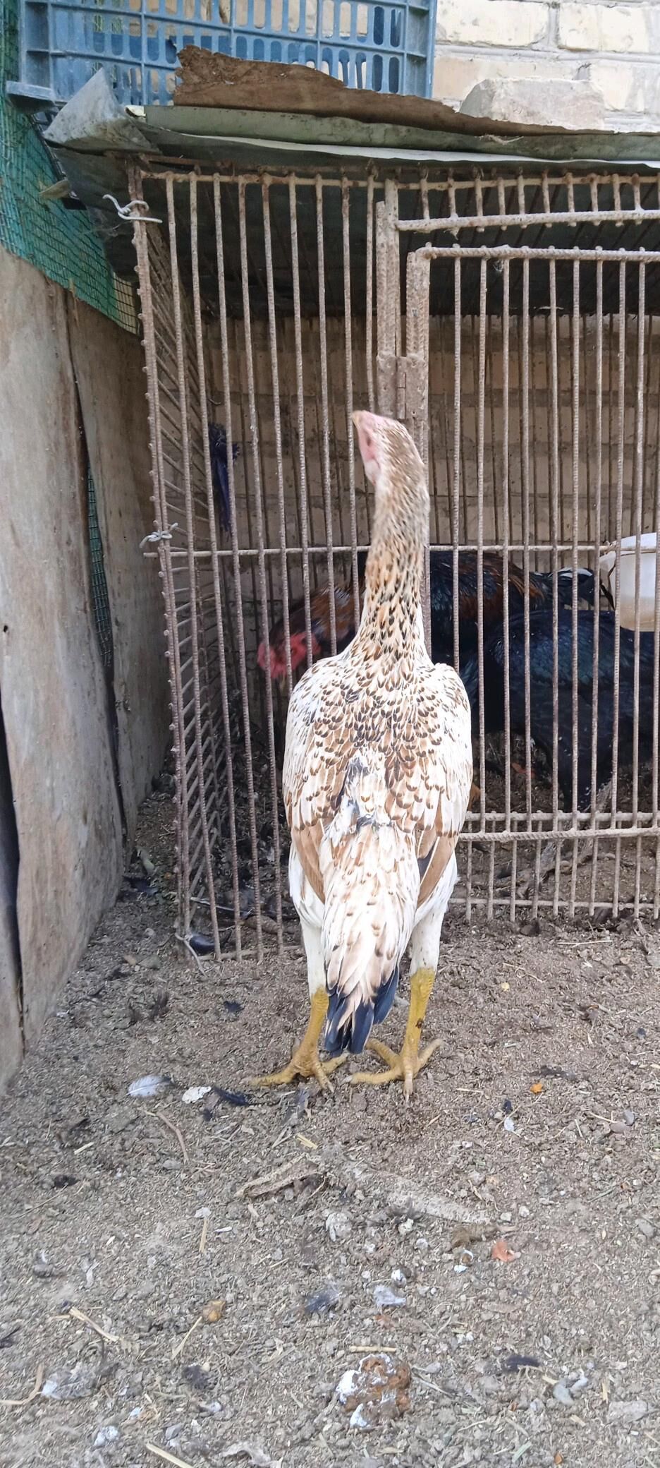 towuk we horazlar - Дянев - img 4