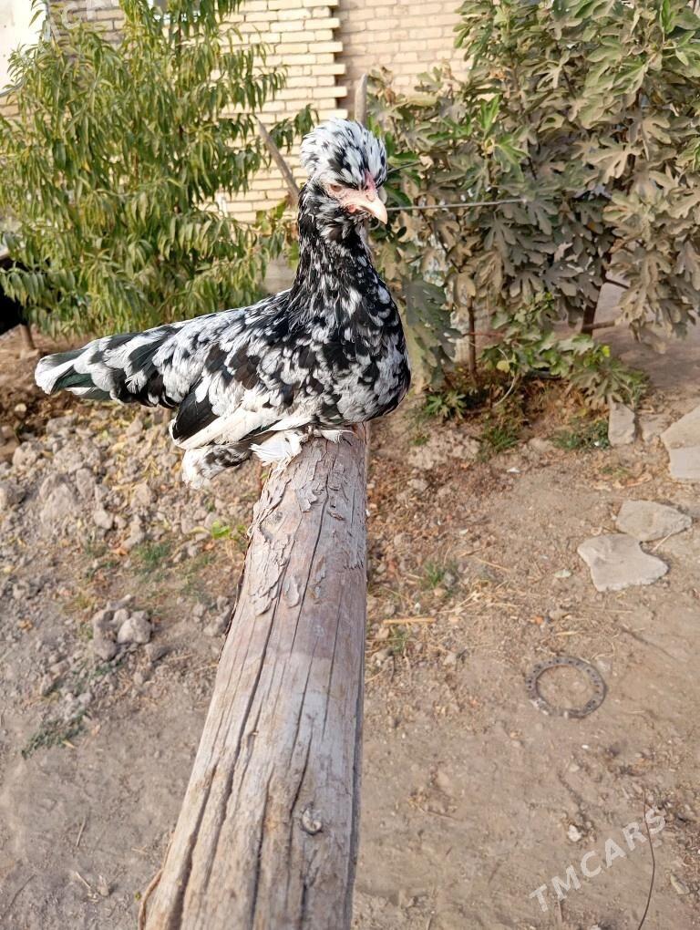 Тройка карлик - Чарджоу - img 3