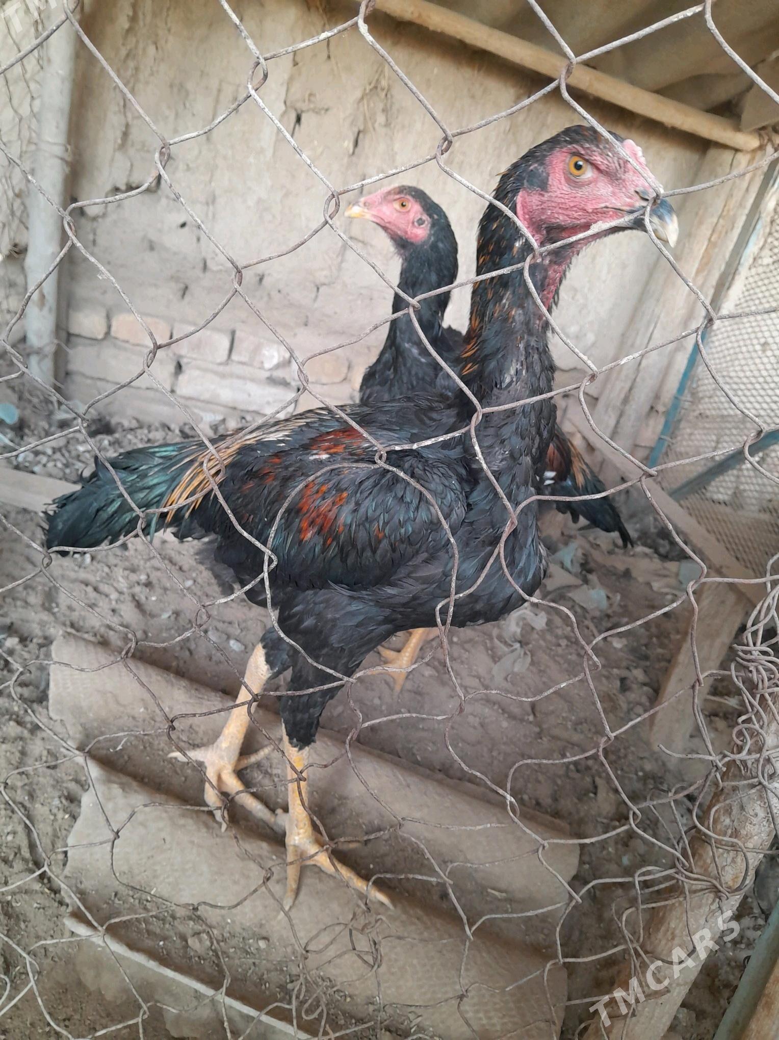 horaz - Байрамали - img 2