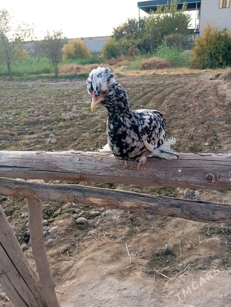 Тройка карлик - Чарджоу - img 4