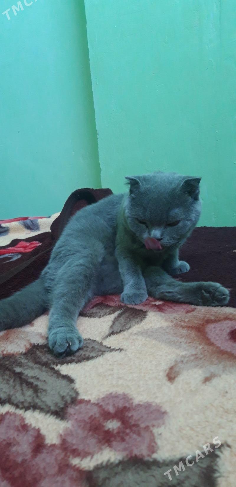 кошка - Туркменбаши - img 2