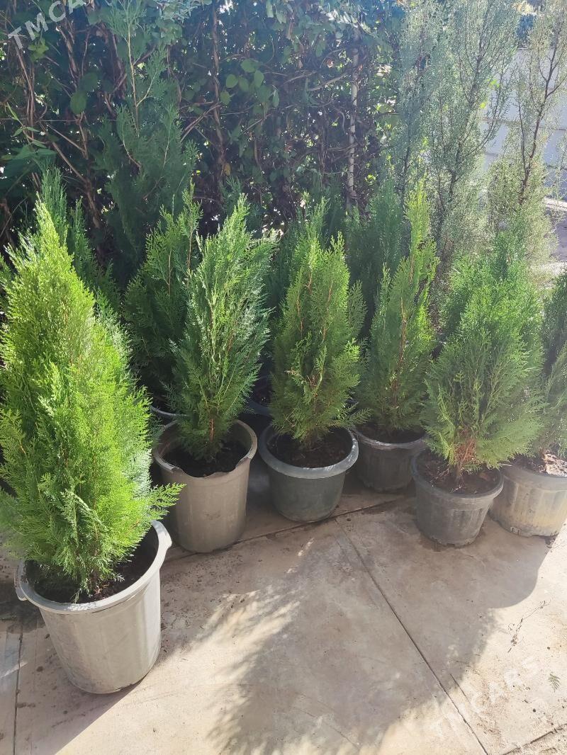 Tuya Kompakt Ёлка Yolka - Ашхабад - img 1