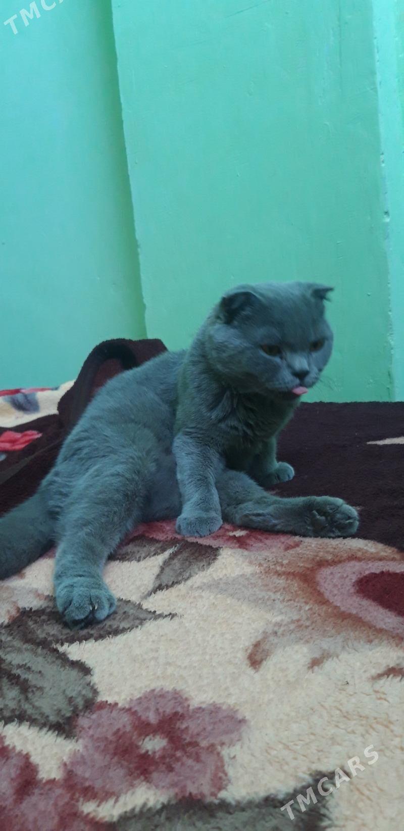 кошка - Туркменбаши - img 4