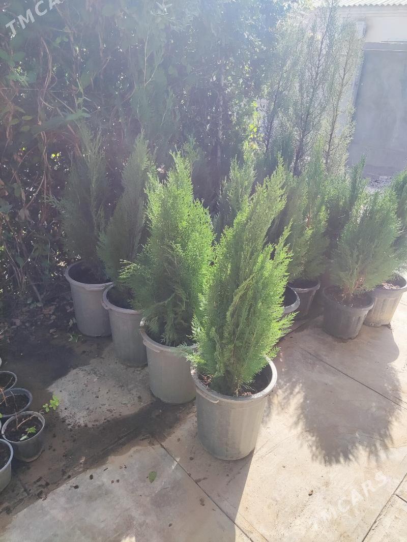 Tuya Kompakt Ёлка Yolka - Ашхабад - img 2