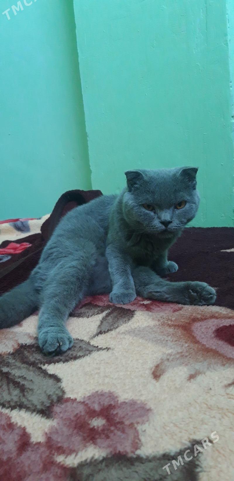 кошка - Туркменбаши - img 3