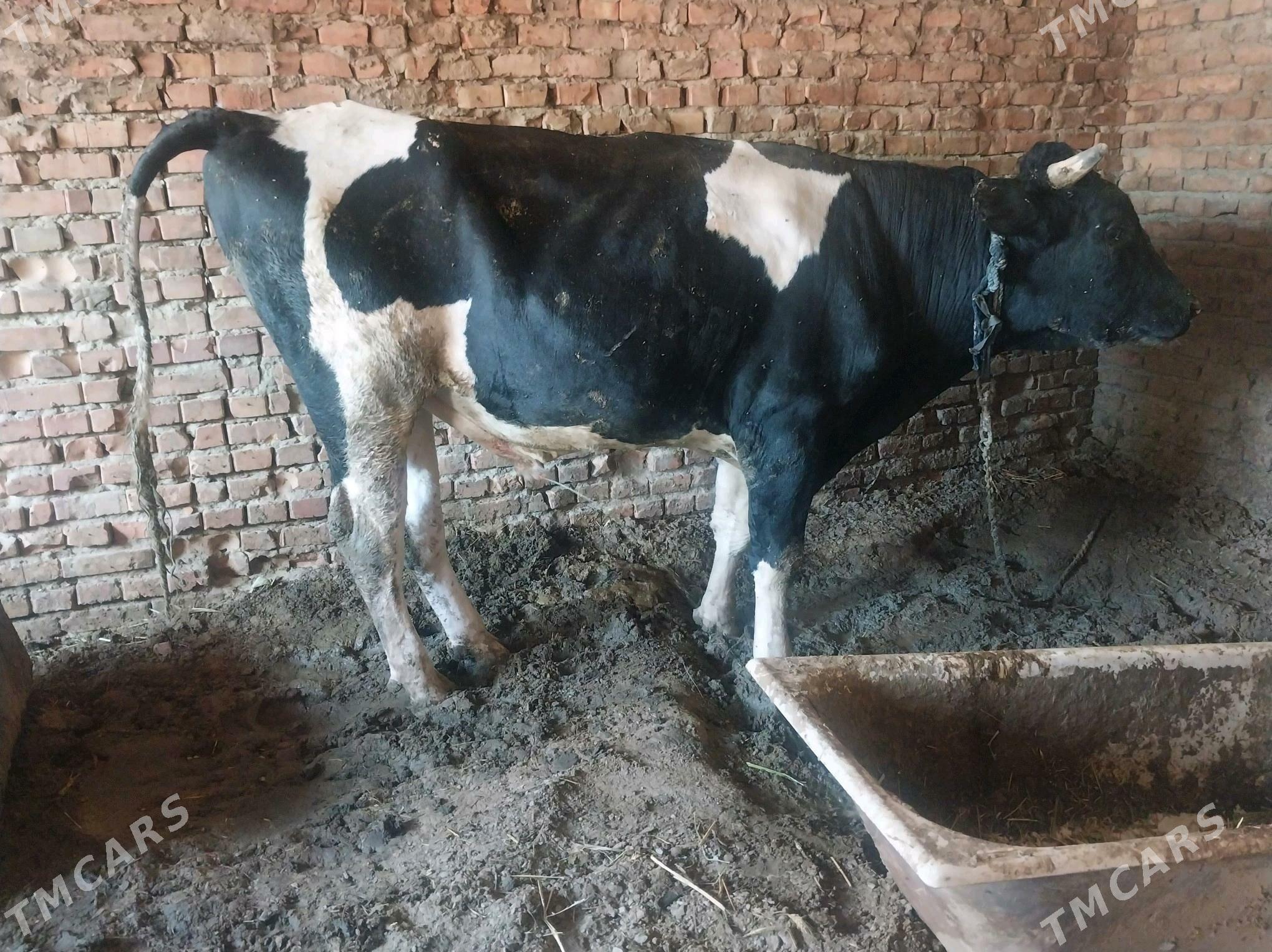 golşteýin okuz - Бахарден - img 2