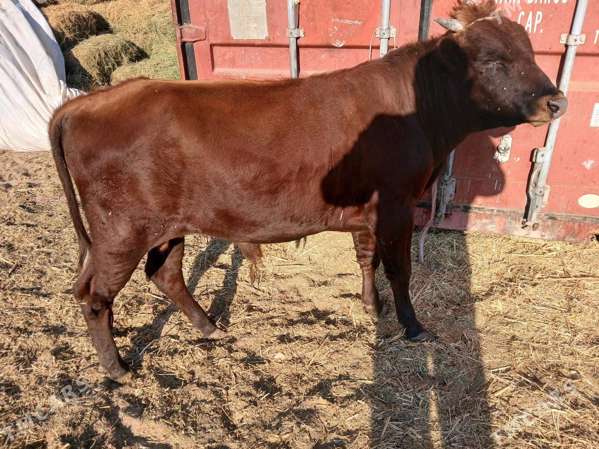 окуз - Балканабат - img 1