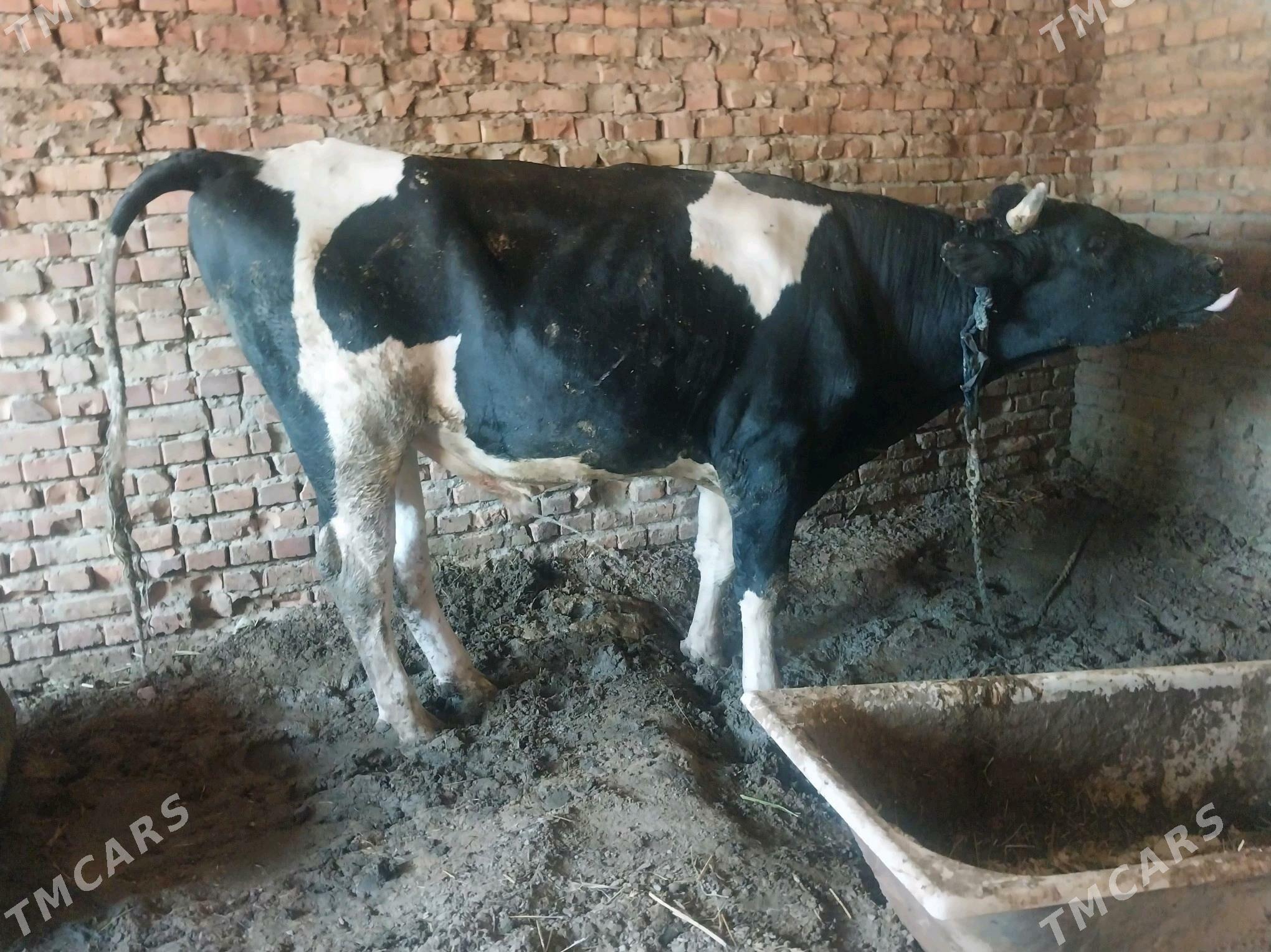 golşteýin okuz - Бахарден - img 1