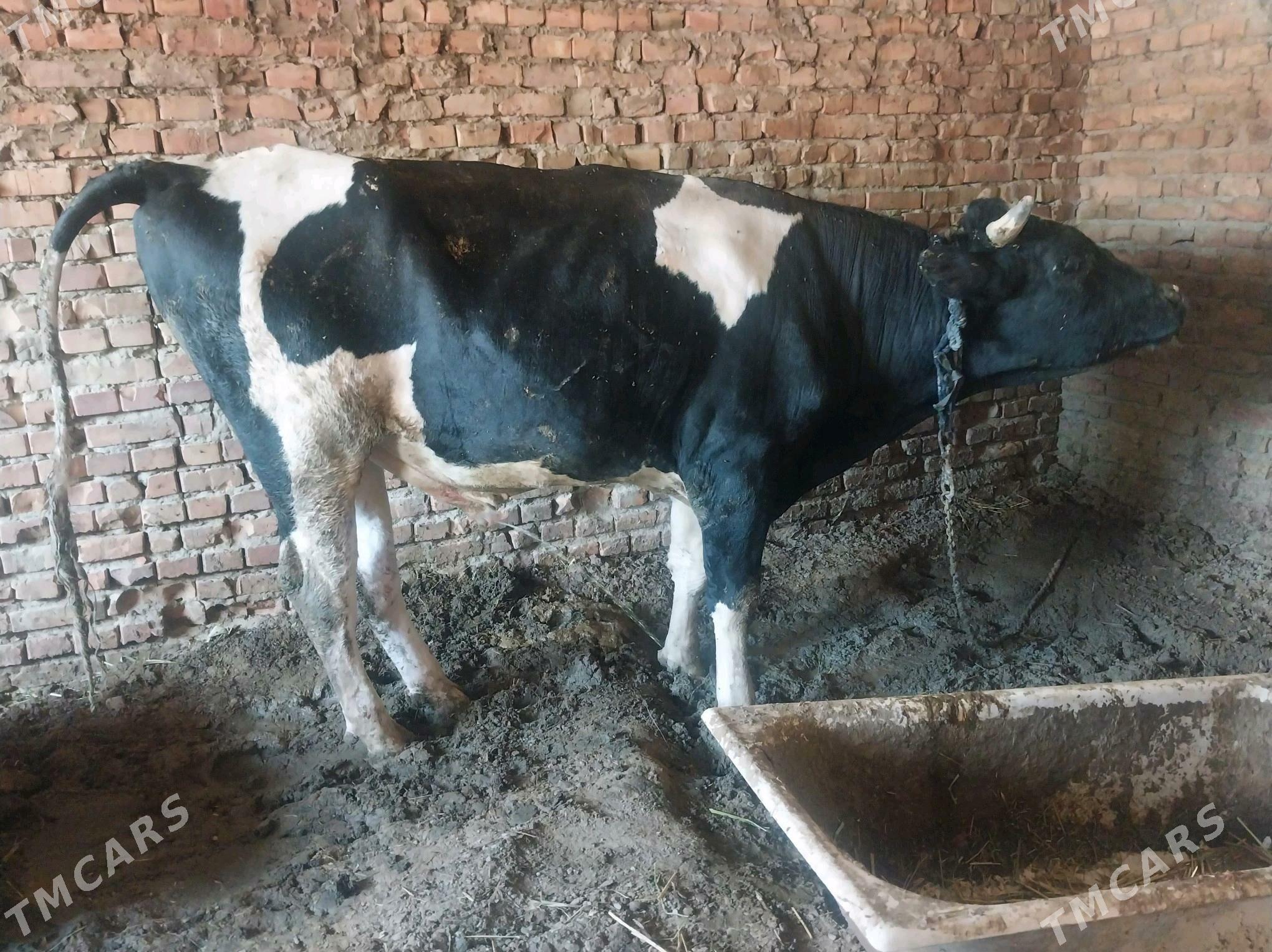 golşteýin okuz - Бахарден - img 3