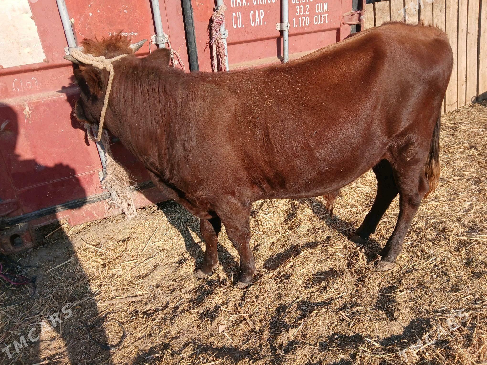 окуз - Балканабат - img 2