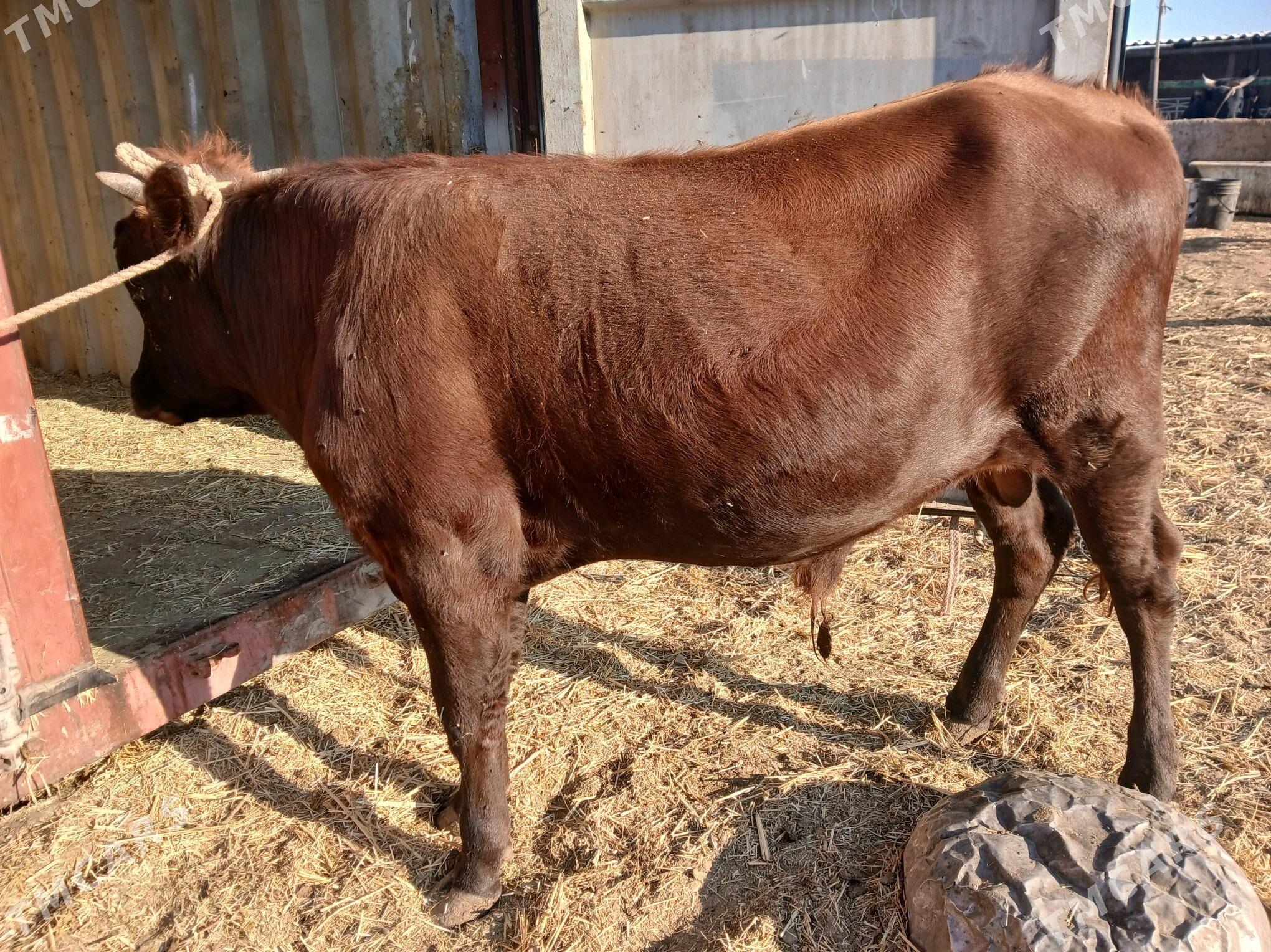 окуз - Балканабат - img 3