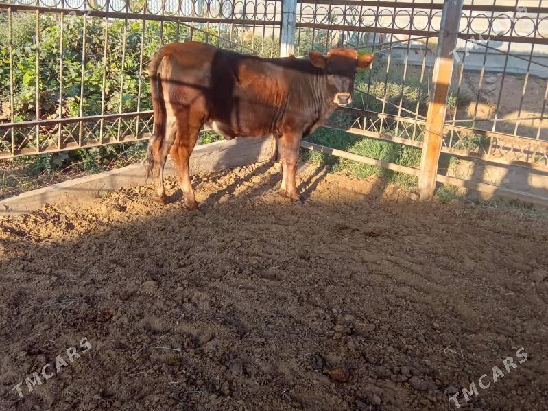 gulajyn - Mary - img 6