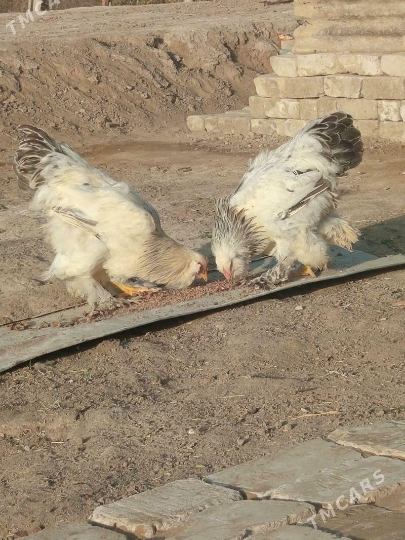 Brama dwoyka 2sany - Baýramaly - img 4