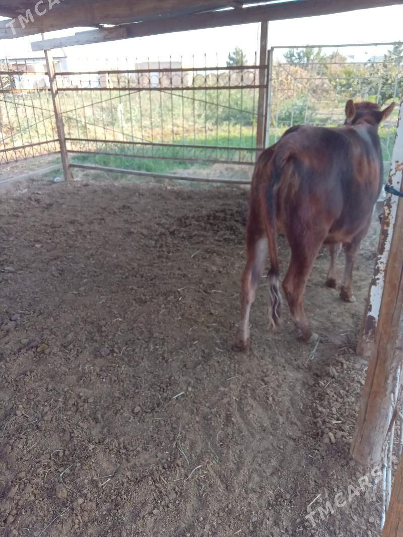 gulajyn - Mary - img 4