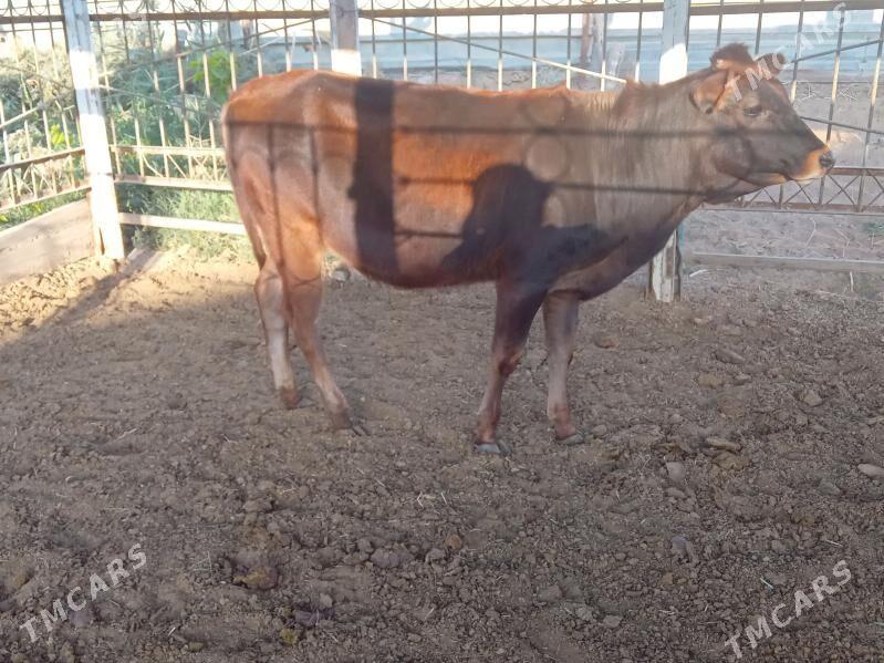 gulajyn - Mary - img 2