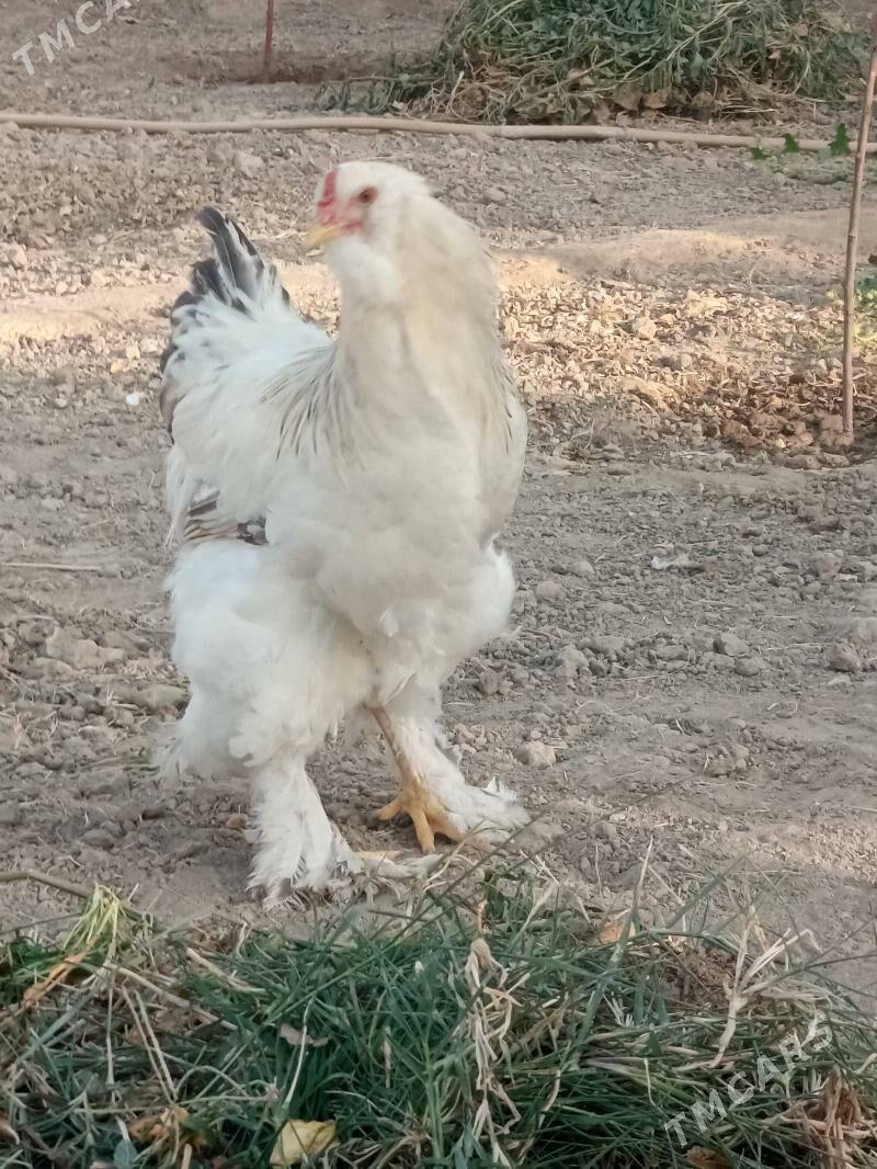 Brama dwoyka 2sany - Baýramaly - img 1