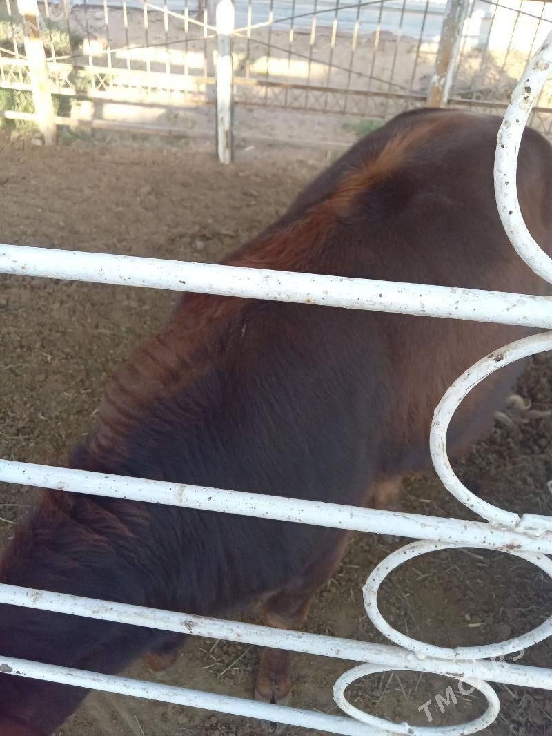 gulajyn - Mary - img 1