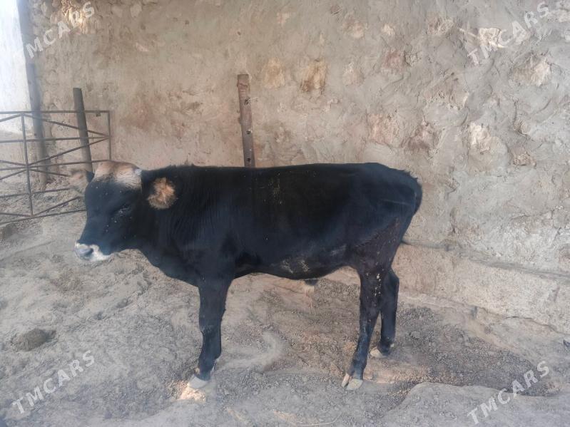 okuz - Jebel - img 2