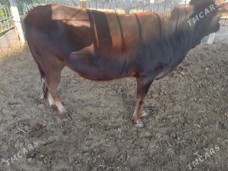 gulajyn - Mary - img 3