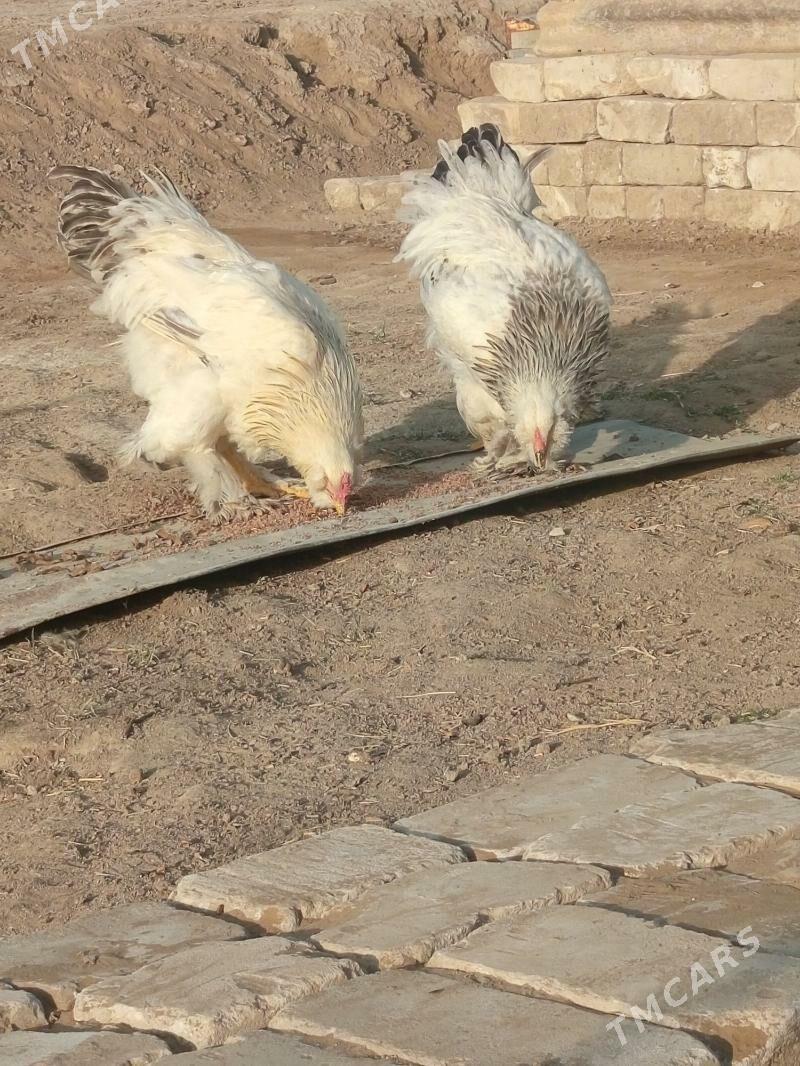 Brama dwoyka 2sany - Baýramaly - img 5