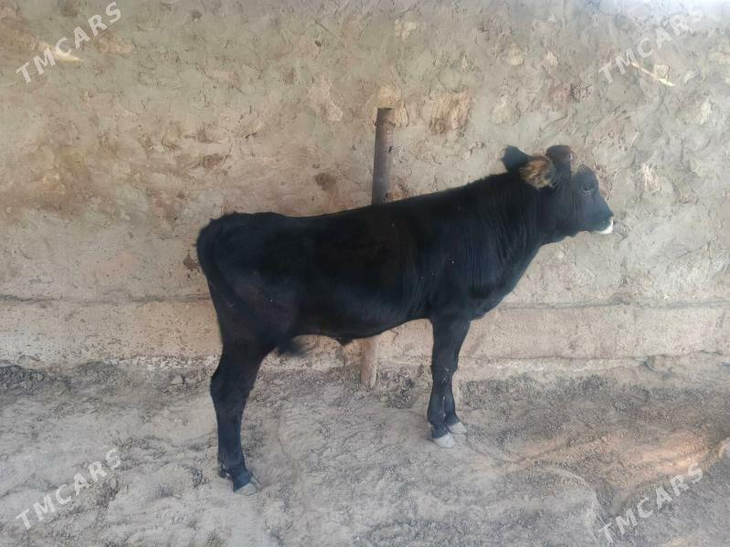 okuz - Jebel - img 6