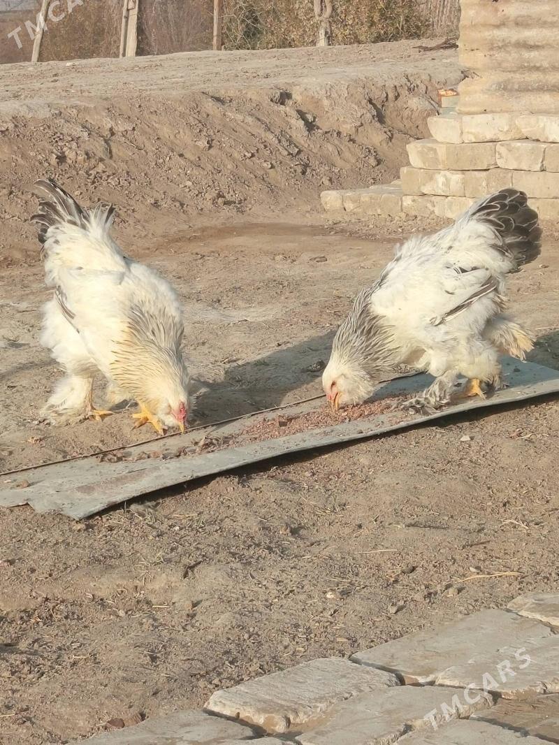 Brama dwoyka 2sany - Baýramaly - img 3