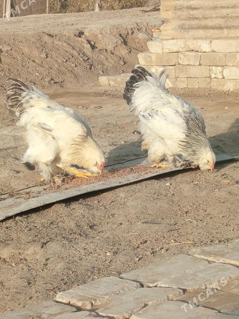 Brama dwoyka 2sany - Baýramaly - img 6