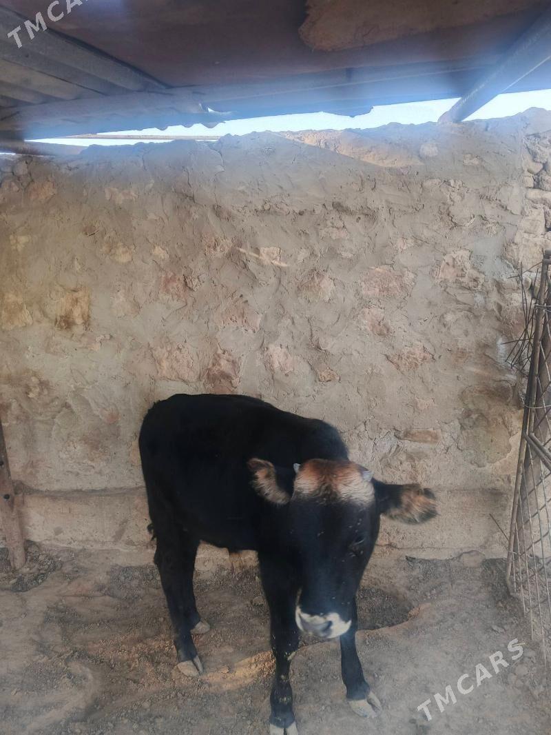 okuz - Jebel - img 4