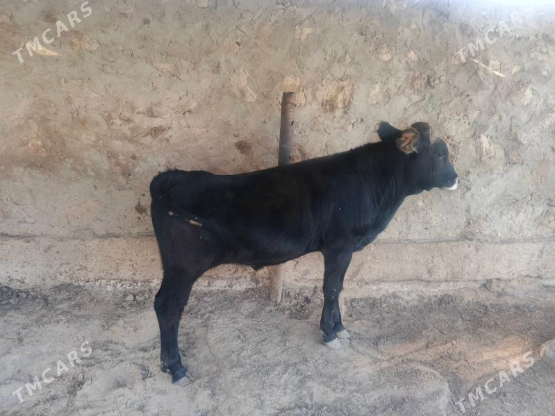 okuz - Jebel - img 7