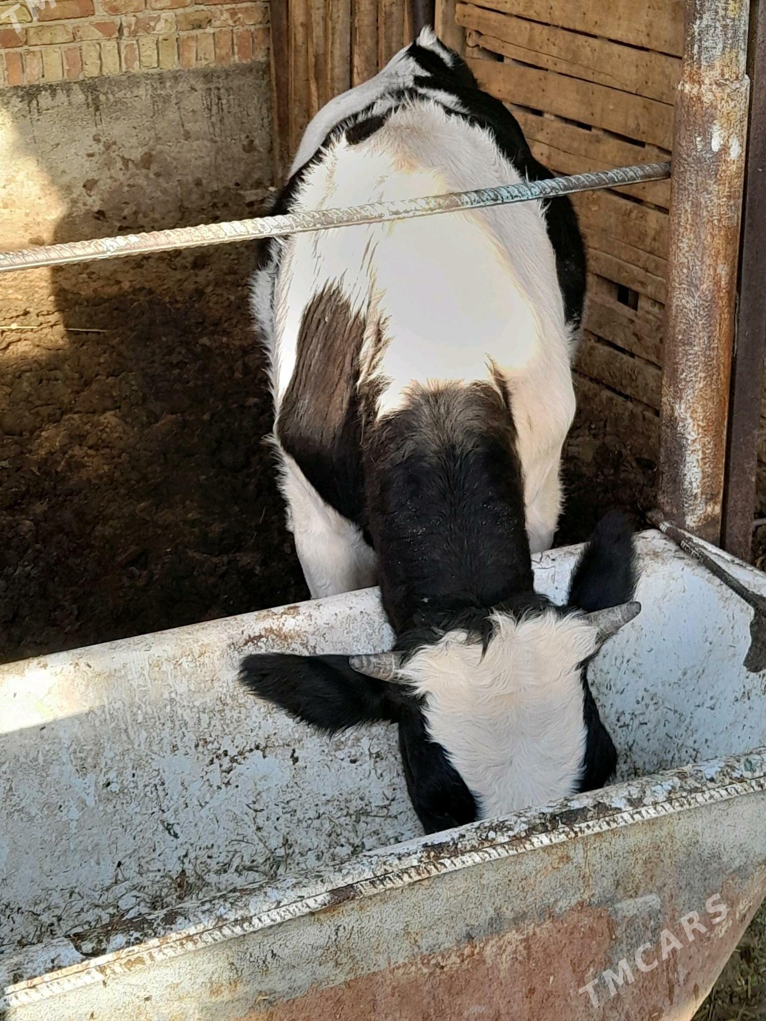 Okuz - Aşgabat - img 2