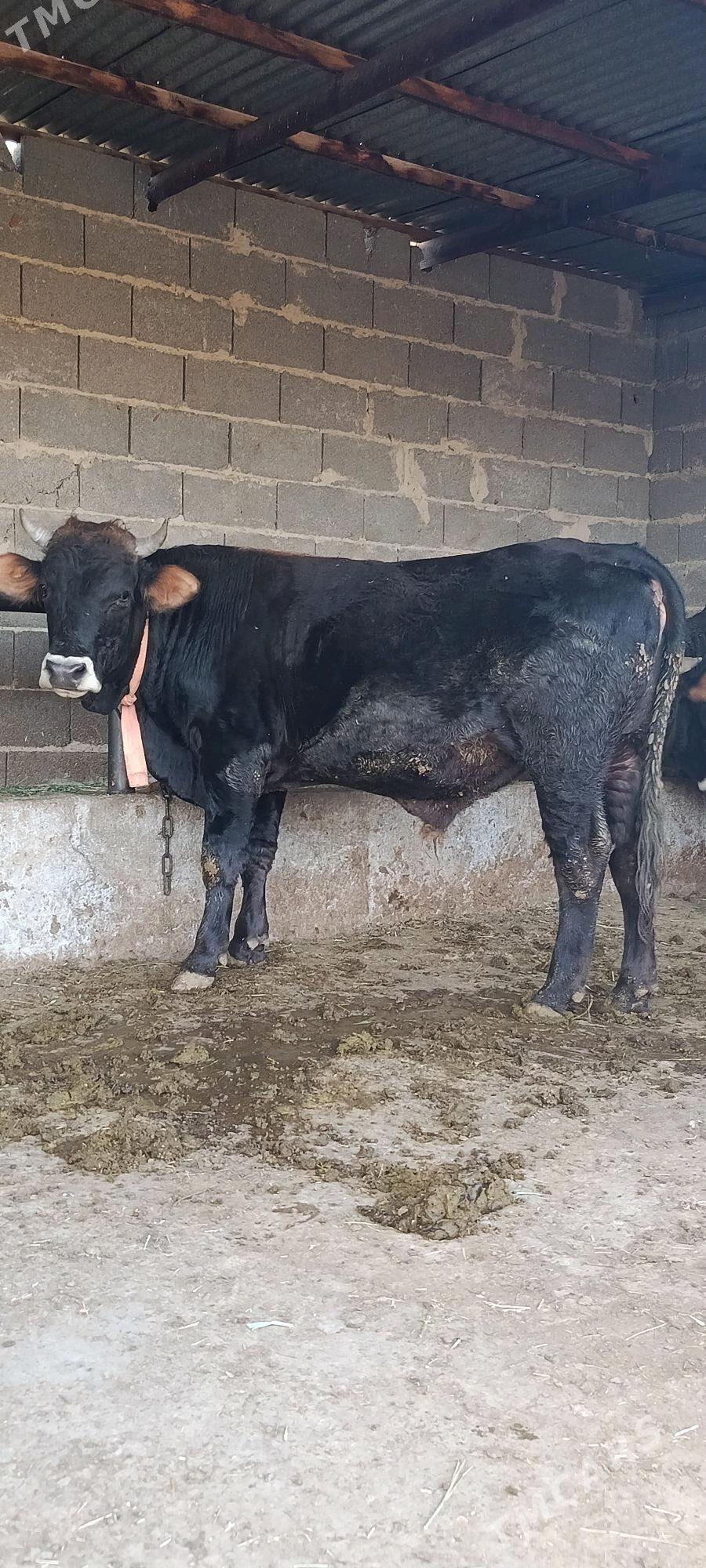 şwes okuz - Бахарден - img 1