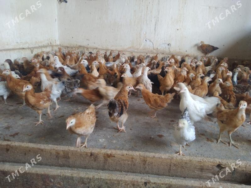 juyje - Кака - img 1