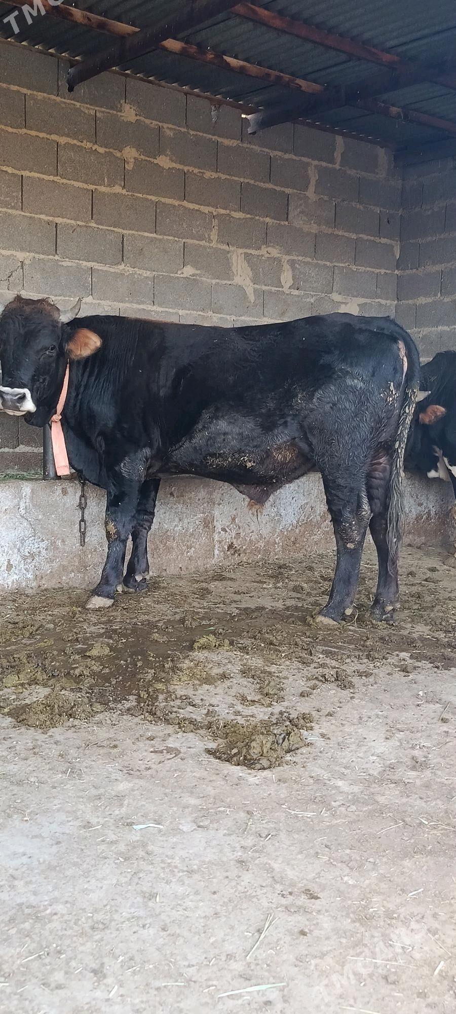 şwes okuz - Бахарден - img 2