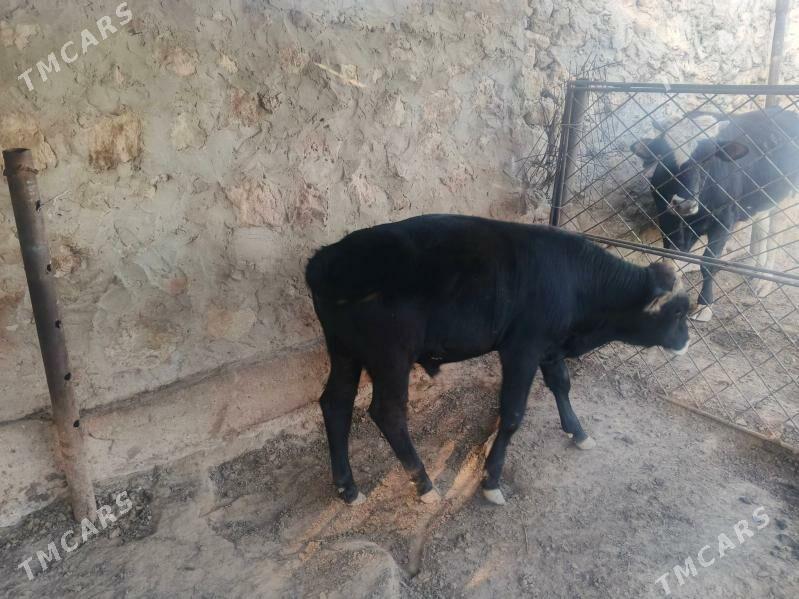 okuz - Jebel - img 5