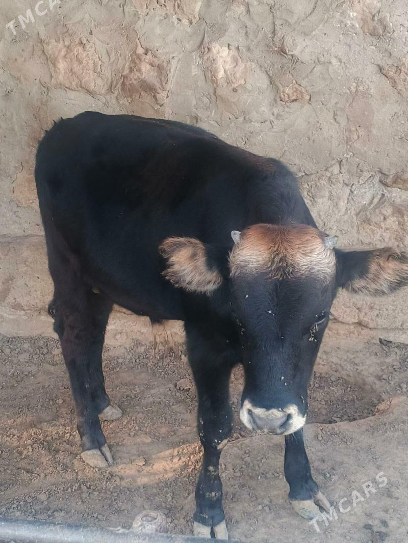 okuz - Jebel - img 1