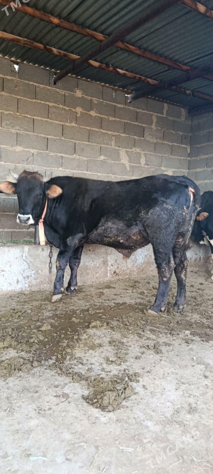 şwes okuz - Бахарден - img 3