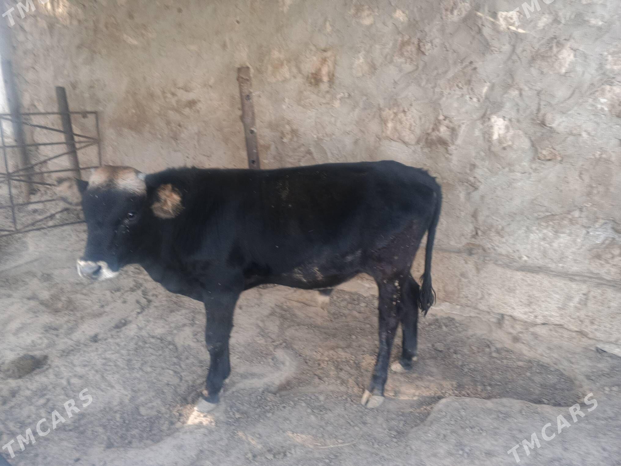 okuz - Jebel - img 3