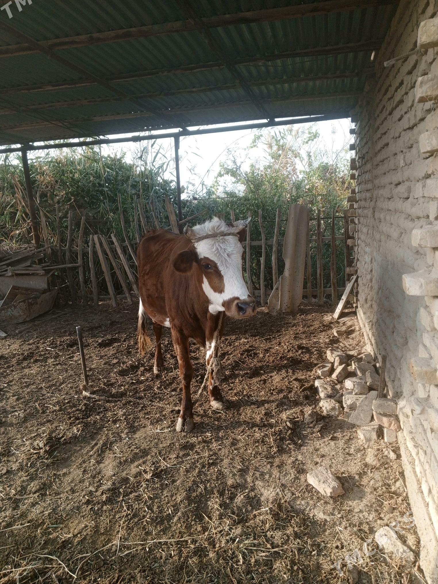 sygyr - Мары - img 2