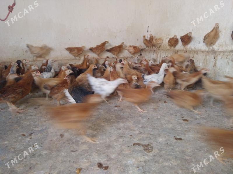 juyje - Кака - img 2