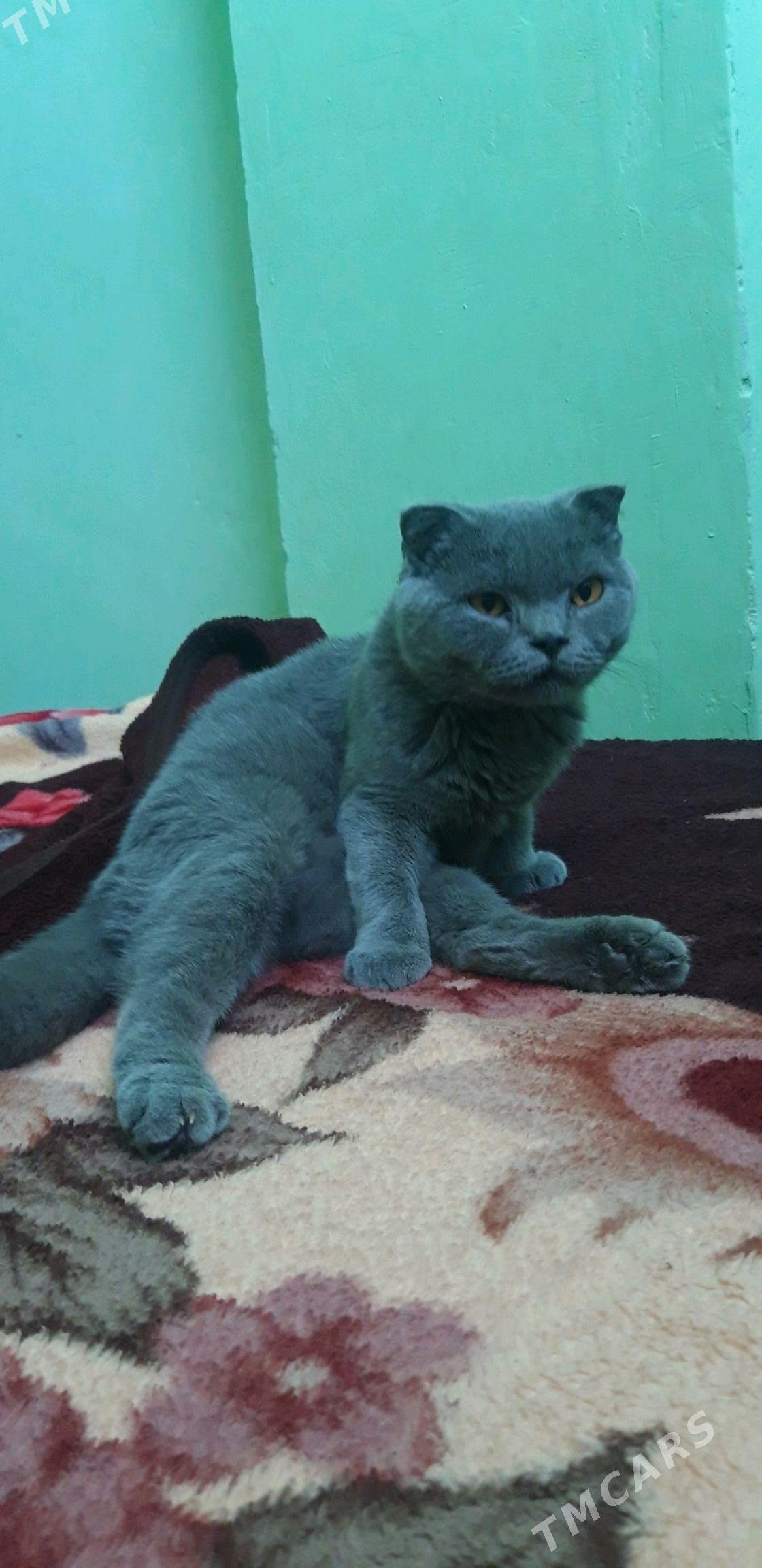 кошка - Туркменбаши - img 5