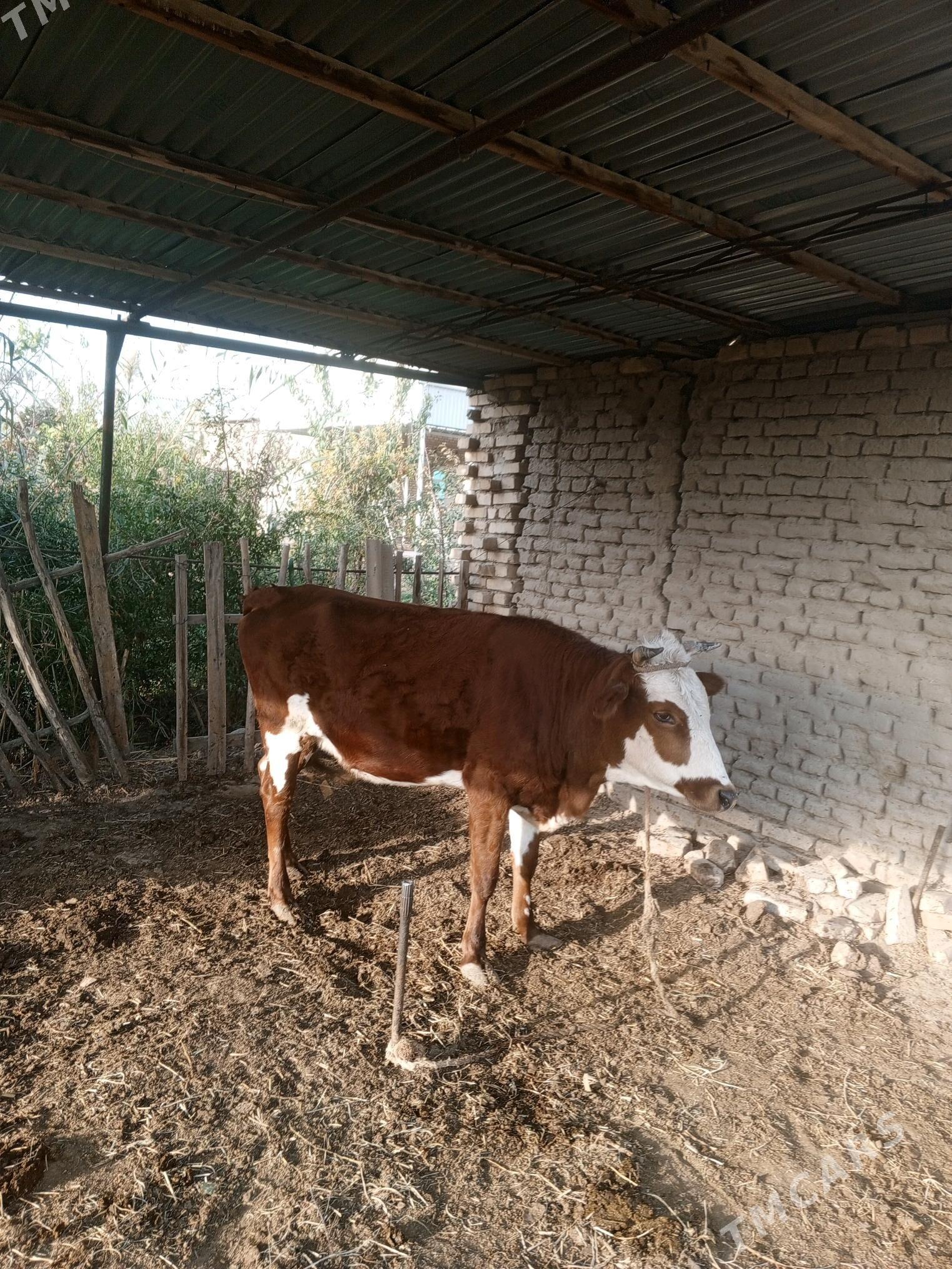 sygyr - Мары - img 1