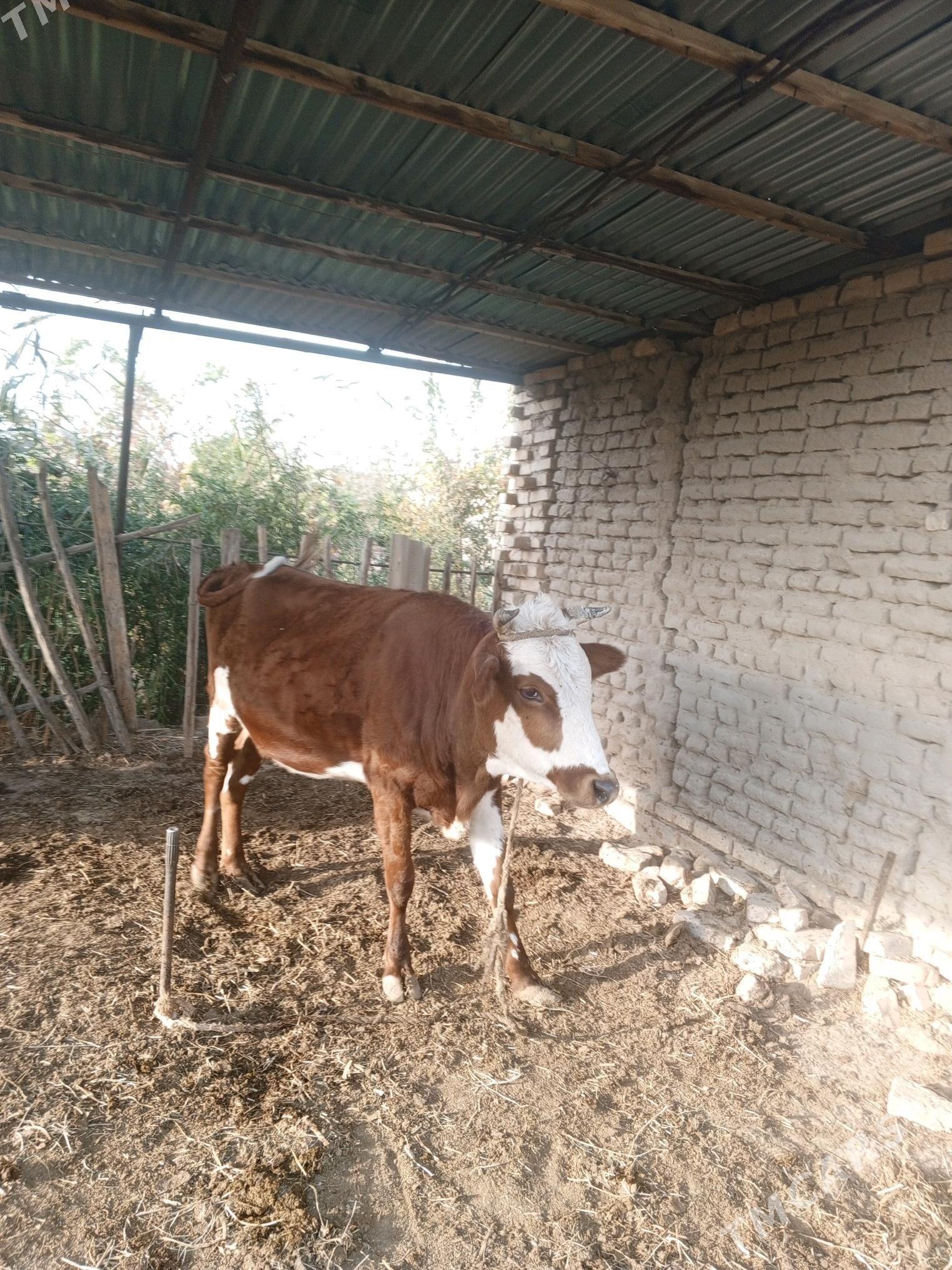 sygyr - Мары - img 3