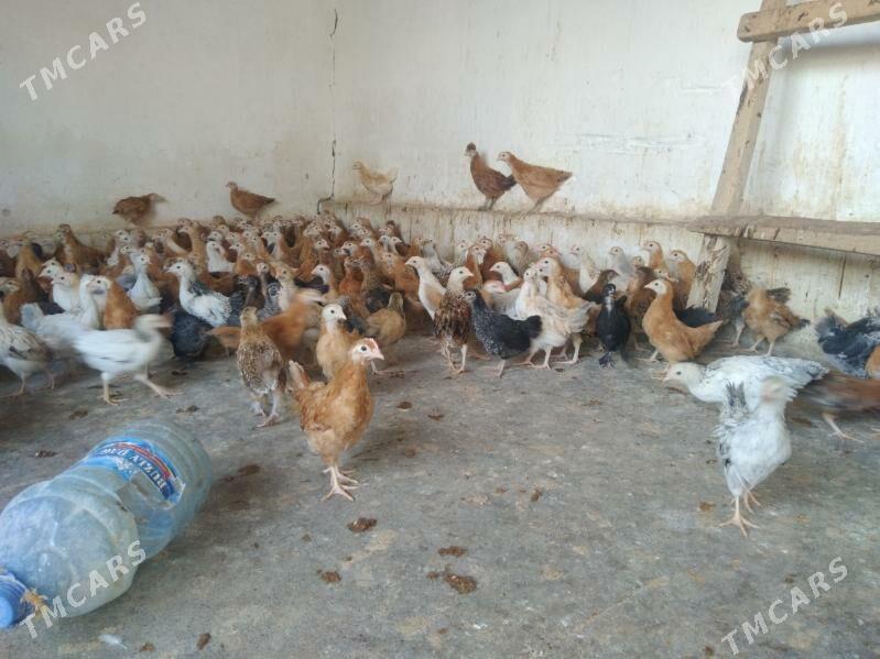 juyje - Кака - img 3