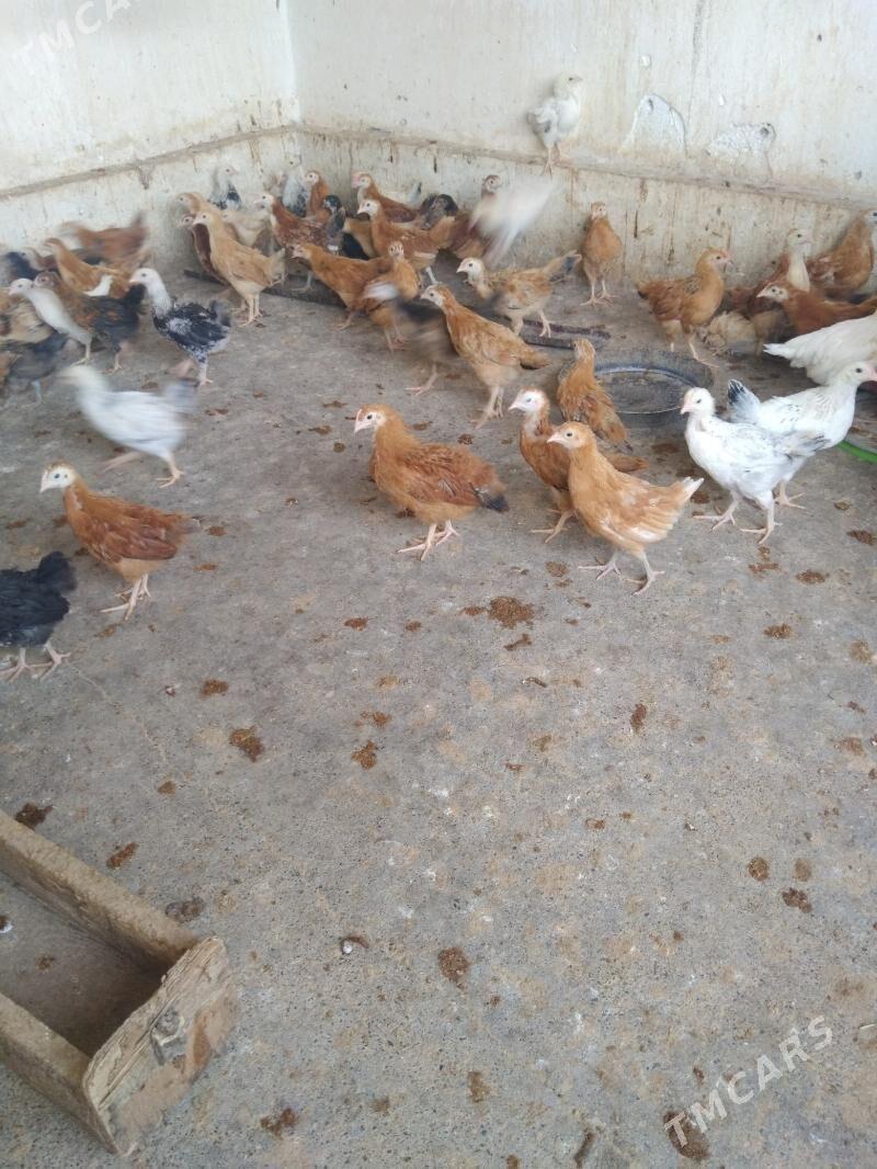 juyje - Кака - img 4