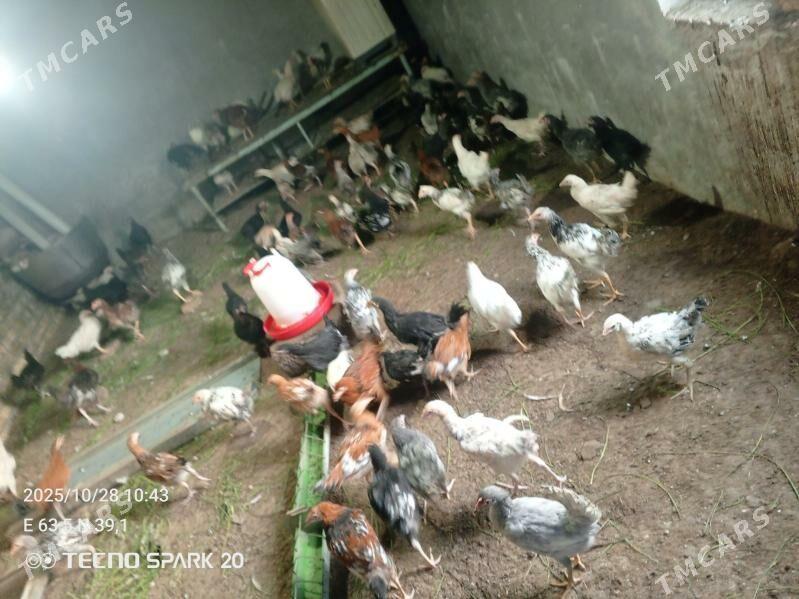 Jüýje - Türkmenabat - img 3