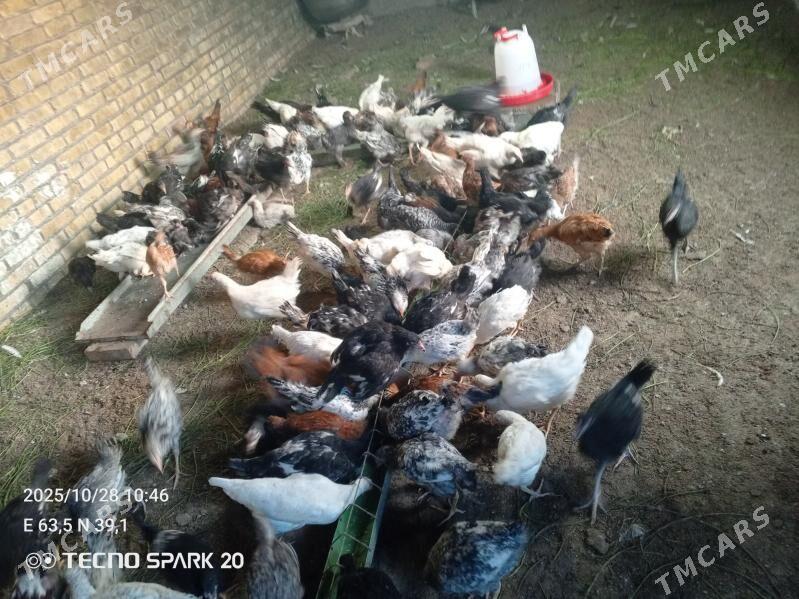 Jüýje - Туркменабат - img 1